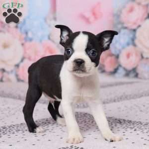 Joe, Boston Terrier Puppy